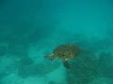 Similan (136)